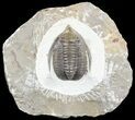 Diademaproetus Trilobite - Ofaten, Morocco #54332-1